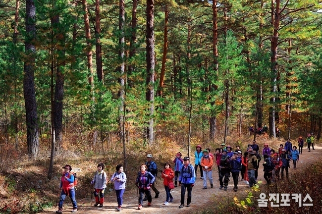 울진군(군수 전찬걸)은 문화체육관광부와 한국관광공사가 선정한 ‘2019 한국인이 꼭! 가봐야 할 한국관광 100선’에 금강소나무숲길이 2회 연속 선정됐다. (사진=울진군)