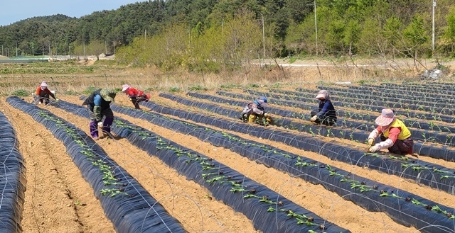 사진=울진군