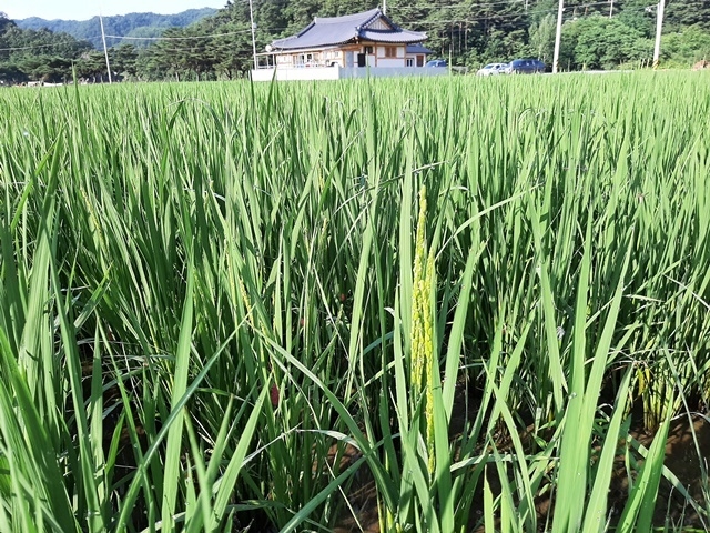 사진=울진군