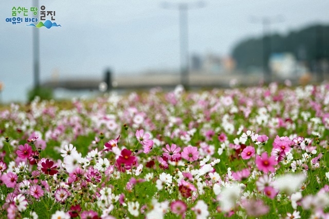 사진=울진군 죽변면