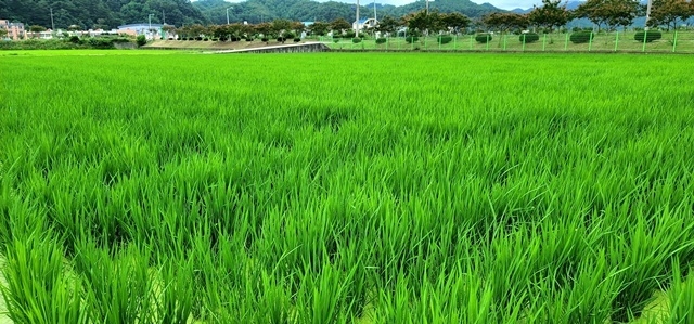 사진=울진군