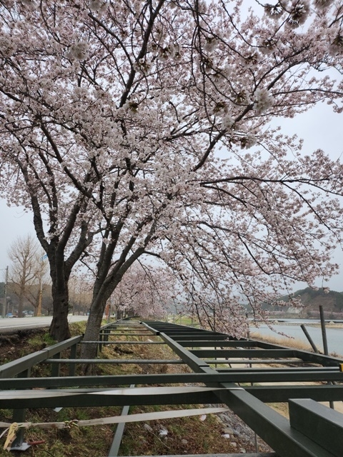 사진=울진군