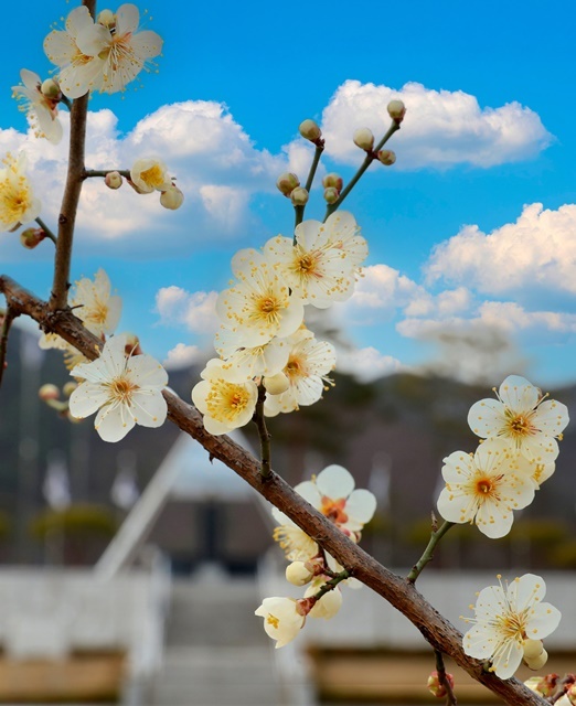 울진의 군화 매화. (사진=울진군) 