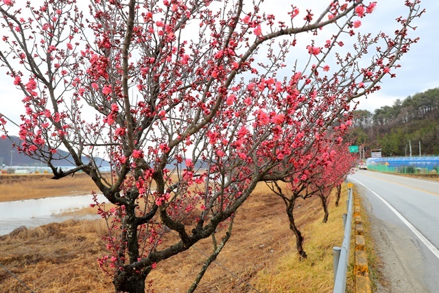 사진=울진군 매화면